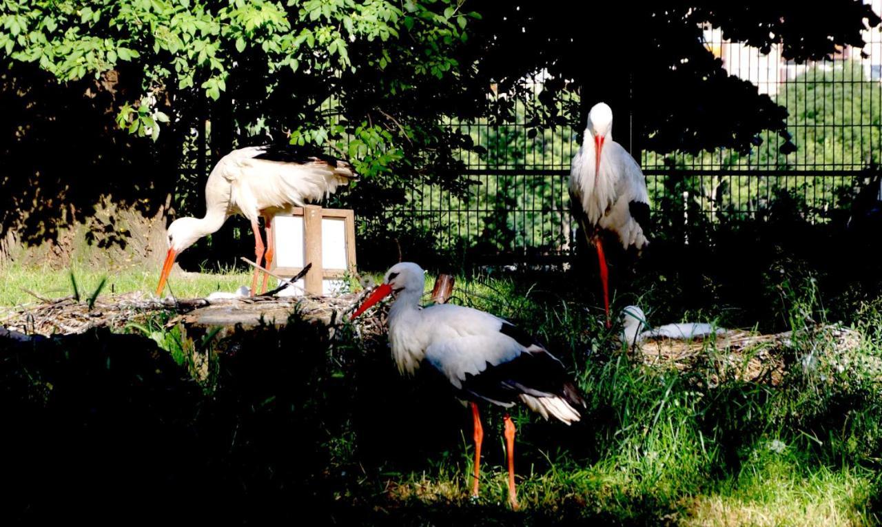 Island Hostel Budapest (Adults Only) Luaran gambar White storks